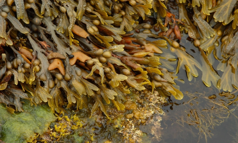 lady thulston fucus vesiculosus